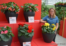 Denise van Kampen at PanAmerican Seed, here presenting the Begonie Dragon Wing series